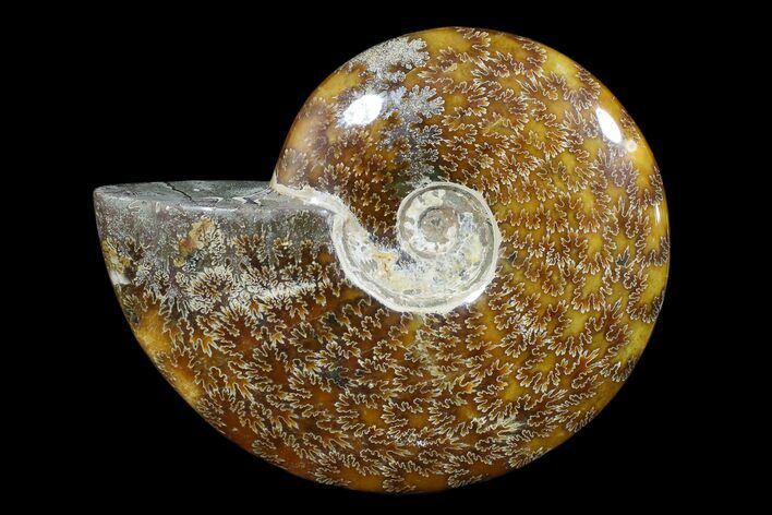Polished Ammonite Fossil - Madagascar #173162